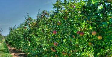 Чем подкормить плодовые деревья и кустарники весной