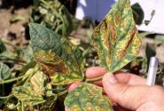 Выращивание фасоли: какие существуют вредители и методы борьбы с ними Чем побрызгать листья фасоли кто то ест