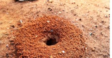 Избавляемся от муравьев на участке в два счета: лучшие методы