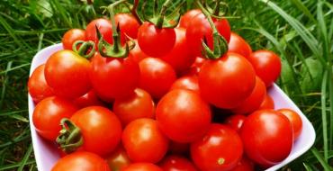 Когда сажать семена помидоров на рассаду Время для посева семян помидор