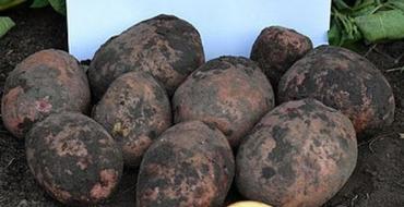 Выращивание картофеля на еду в домашних условиях — в коробах или в бочке