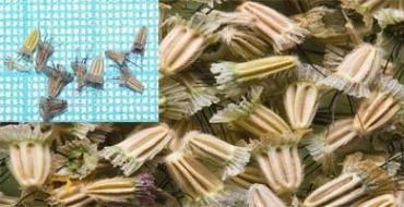 Правильное выращивание скабиозы из семян Скабиоза многолетняя