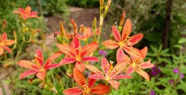 Безупречное цветущее растение — Азиатская Лилия: фото и уход за цветком