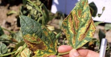 Выращивание фасоли: какие существуют вредители и методы борьбы с ними Чем побрызгать листья фасоли кто то ест