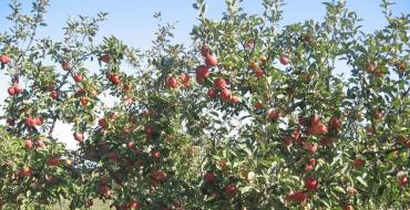Моя любимая яблоня Джонатан: описание, фото Красные яблоки джонатан