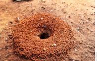 Избавляемся от муравьев на участке в два счета: лучшие методы
