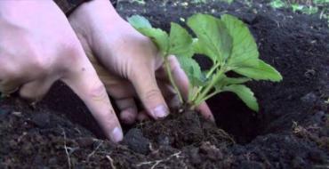 Выращивание виктории: посадка и уход, способы размножения Когда и как правильно пересаживать викторию